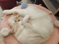 -藏猫猫咖啡主题馆(中央大道店)