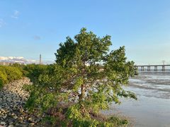 -宝安西湾红树林湿地公园