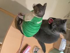 -猫在这儿猫咪咖啡馆·撸猫馆