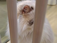 -藏猫猫咖啡主题馆(中央大道店)