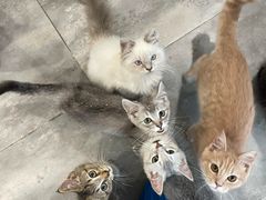 -楼上猫咖(罗湖店)