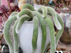 -桂林市花鸟市场