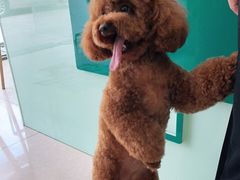 -佳雯宠物医院·皮肤科·内外科(春晓路分院)