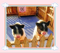 点击看大图 -萌宠亲子动物乐园(槐房万达店)