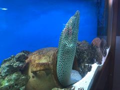 -御唐府海珊瑚主题餐厅