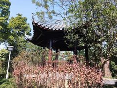 -金花茶公园