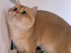 -东方名猫馆·英短金渐层布偶猫舍(环线广场1号楼店)