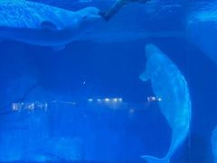 -海合安武汉极地海洋公园
