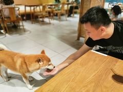 -柴务处·柴犬主题狗咖