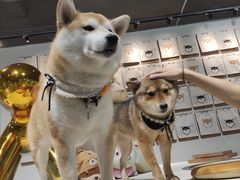 -柴务处·柴犬主题狗咖