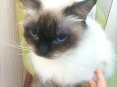 -瑞派宠物医院(搏威敦和院)