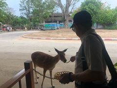 景点-清迈夜间动物园