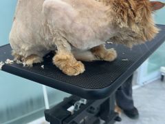 -爱洗澡的猫(望京店)