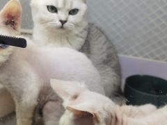 -喵的天空名猫咖啡馆·撸猫·猫舍·用品