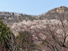 -北京西山国家森林公园