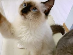 -喵的天空名猫咖啡馆·撸猫·猫舍·用品