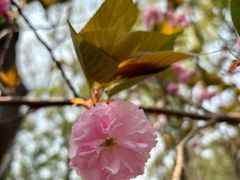 -金鸡湖桃花岛
