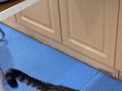 -天使宠物医院·犬猫分诊(彩虹店)