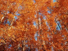 -黄海国家森林公园