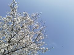 -昆山城市生态森林公园