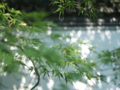 -秋霞圃