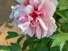 -济南国际园博园