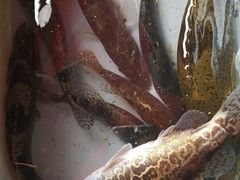 -清远鱼水旅游风景度假区