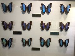 -上海昆虫博物馆