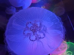 -太平洋海底世界