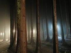 -武陵山森林公园