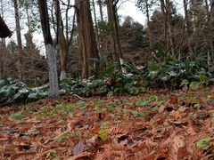 -东平国家森林公园