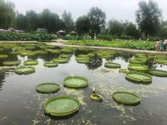 -白洋淀景区