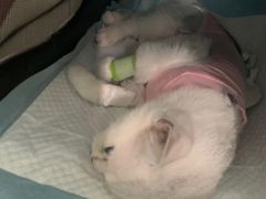 -佳怡动物医院·平价24小时·猫专科骨外科