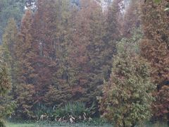 -桤木河湿地公园