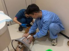 -御宝贝24h宠物医院·转诊中心·CT核磁血透中心(厦门总院)