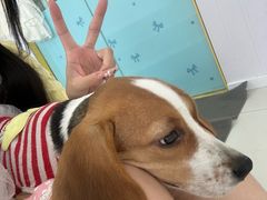 -汪说·狗咖·拼豆·宠物周边DIY(旺城大厦店)