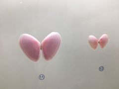 -青岛贝壳博物馆