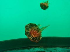 -沈阳海洋探索中心