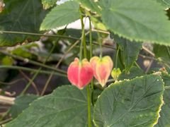 -北京植物园-展览温室