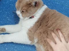 -伟伟宠物医院·CT影像中心·瑞派犬猫综合性门诊(汉口总院)