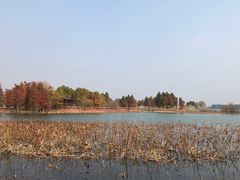 -贡湖湾湿地公园