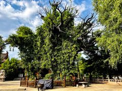 -大槐树寻根祭祖园