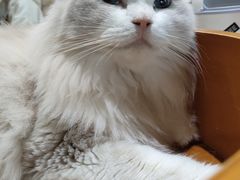 -藏猫猫咖啡主题馆(中央大道店)