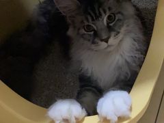 -美联众合动物医院·24h京西诊疗中心