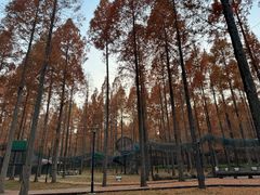 -黄海国家森林公园