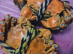 阳澄湖大闸蟹-乡乐园蟹庄·阳澄湖农家乐