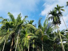 -中国科学院西双版纳热带植物园