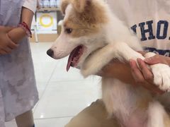 -翊宠yipet猫狗购宠庄园犬舍•猫舍