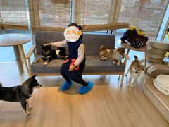 -南京Hallo宠物乐园·哈罗犬舍·柴犬繁育基地