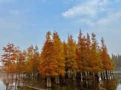 -白鹭湾湿地公园